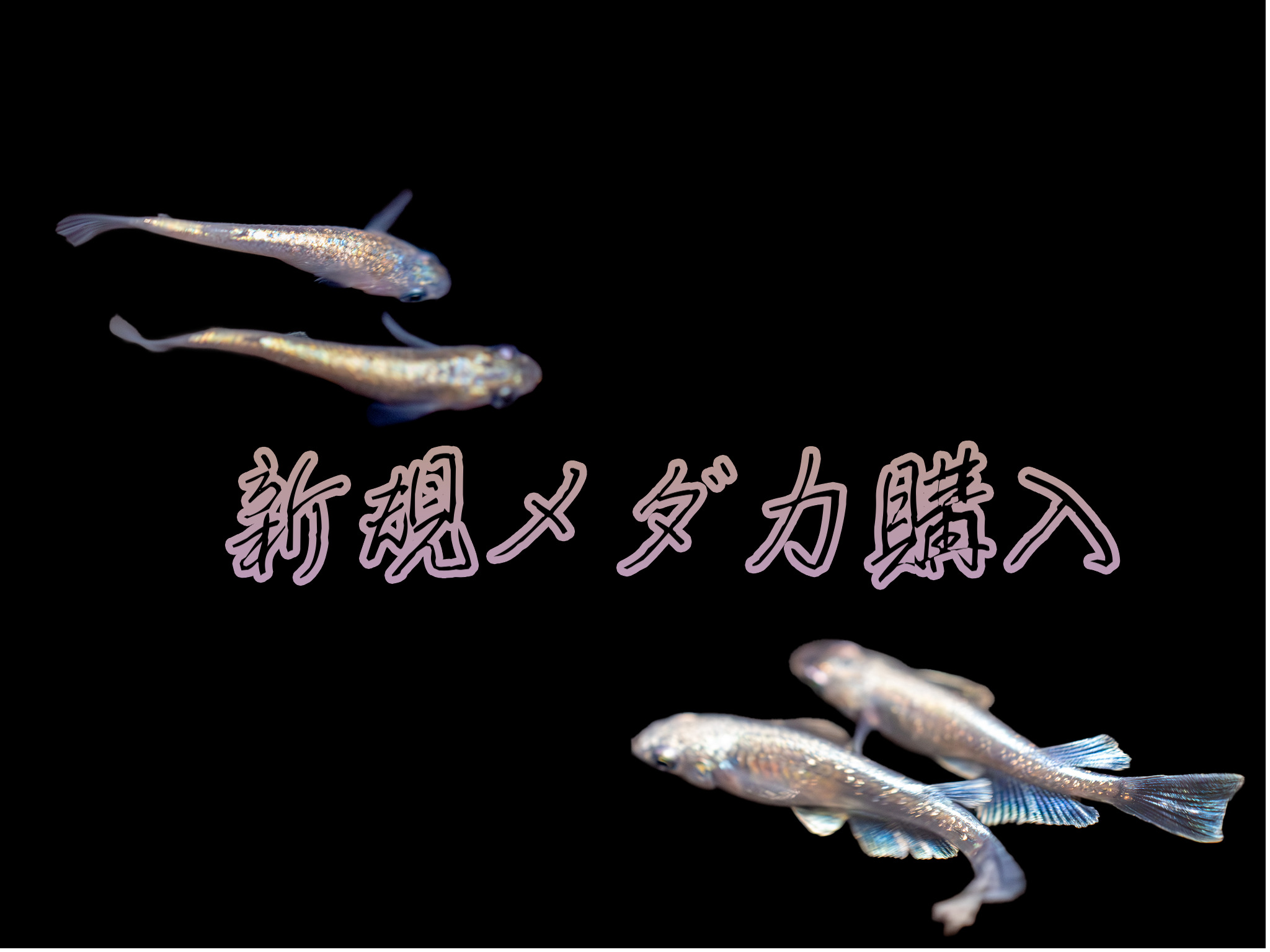 新規購入メダカ紹介【ヒミツヘイキ&グラディオ】｜ちわ丸メダカブログ